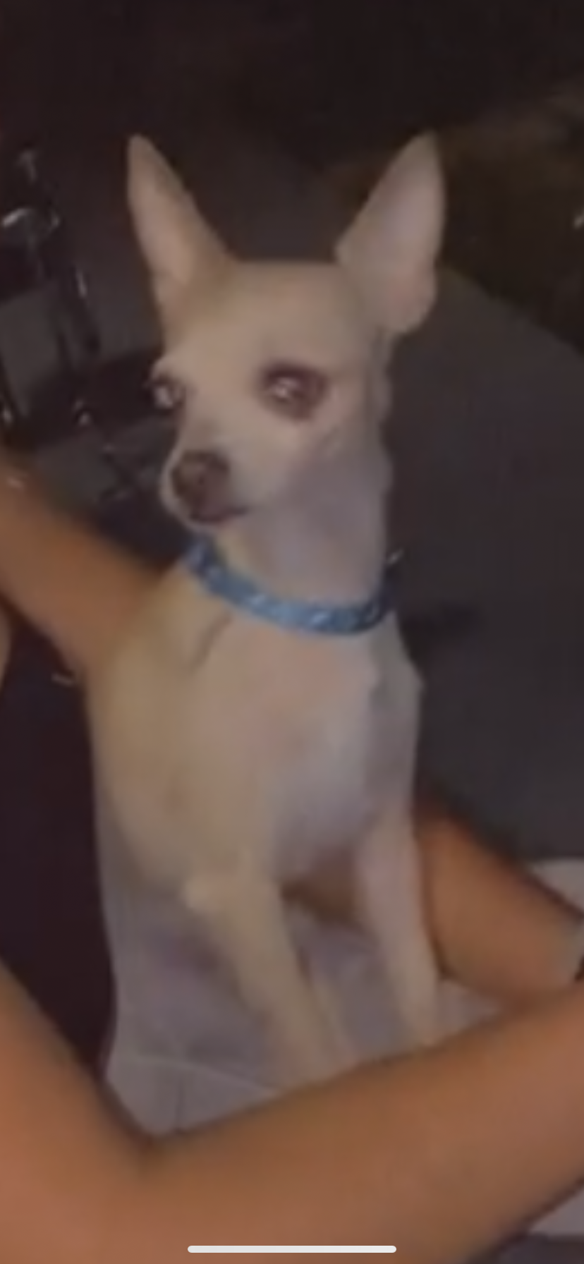 Image of Twinkie, Lost Dog