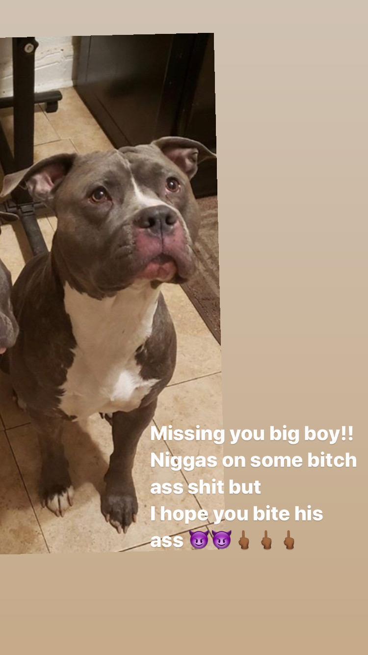 Image of Kaine, Lost Dog