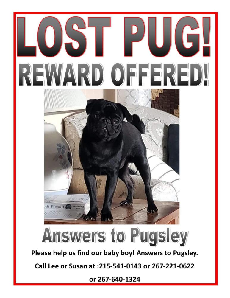 Image of Pugsley, Lost Dog
