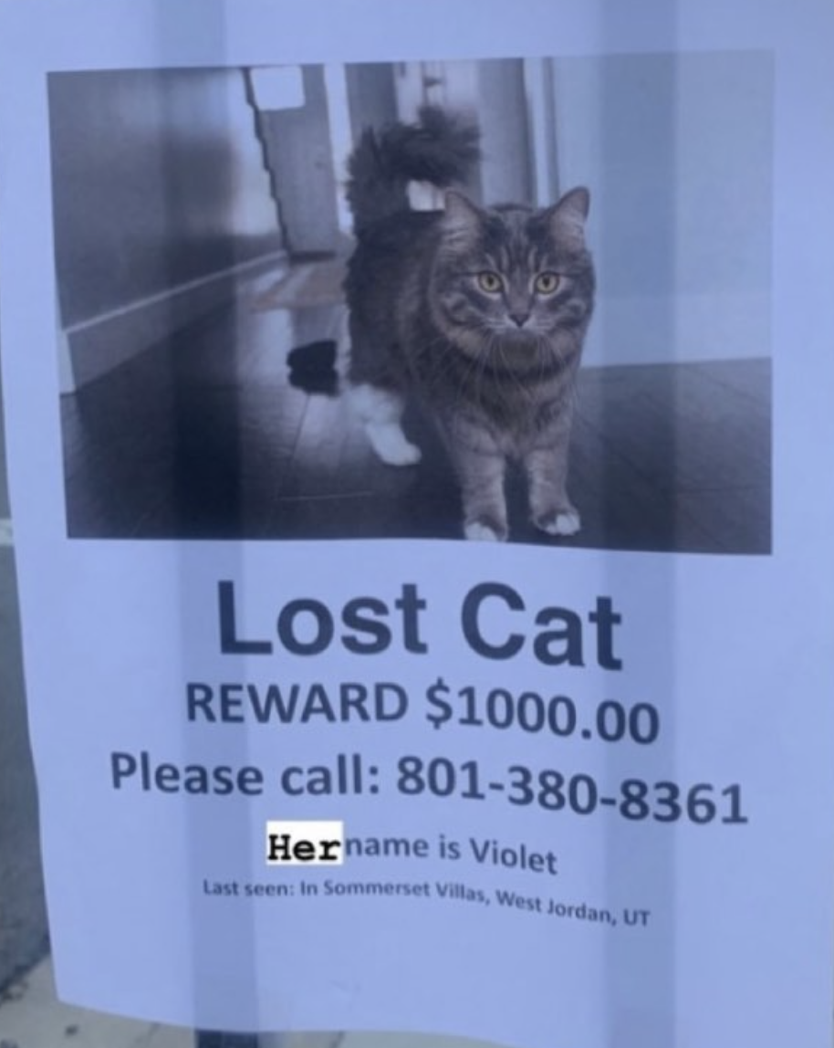 Image of Violet, Lost Cat
