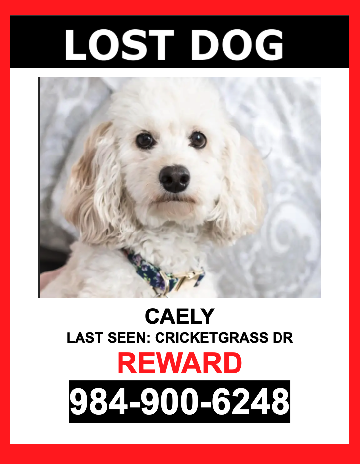 Image of Caely, Lost Dog