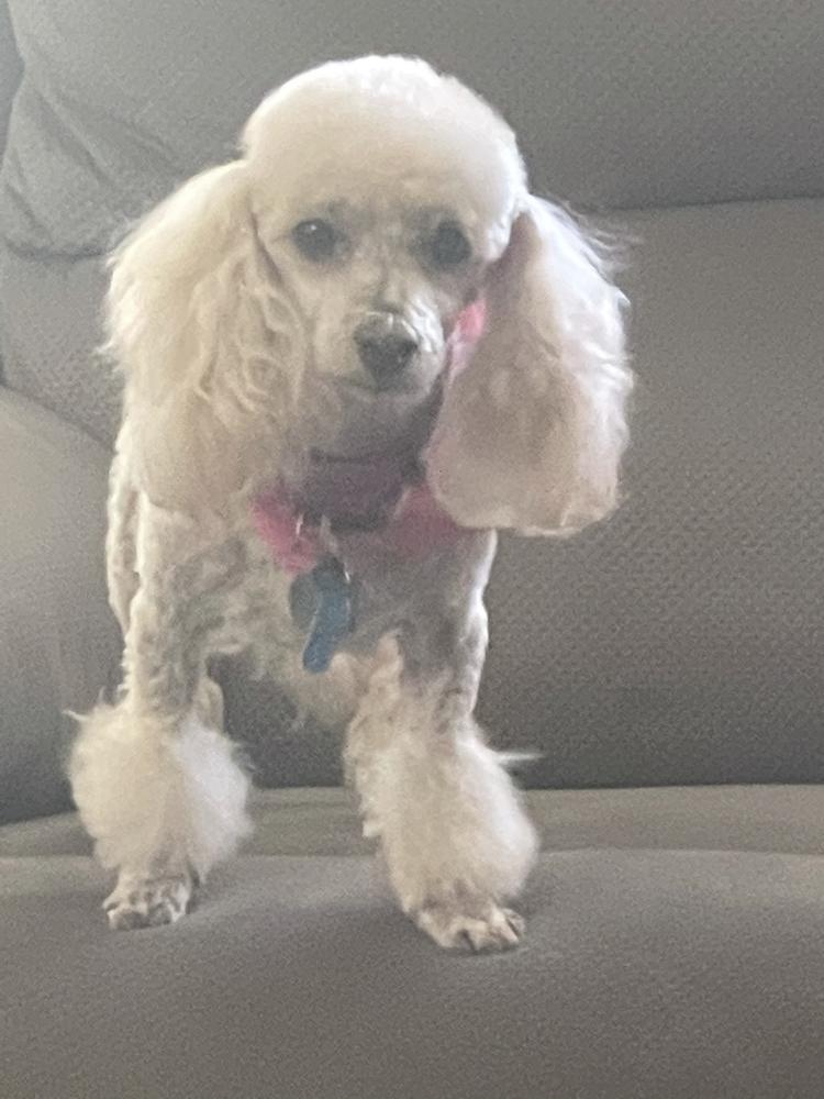 Image of CoCo Channel, Lost Dog