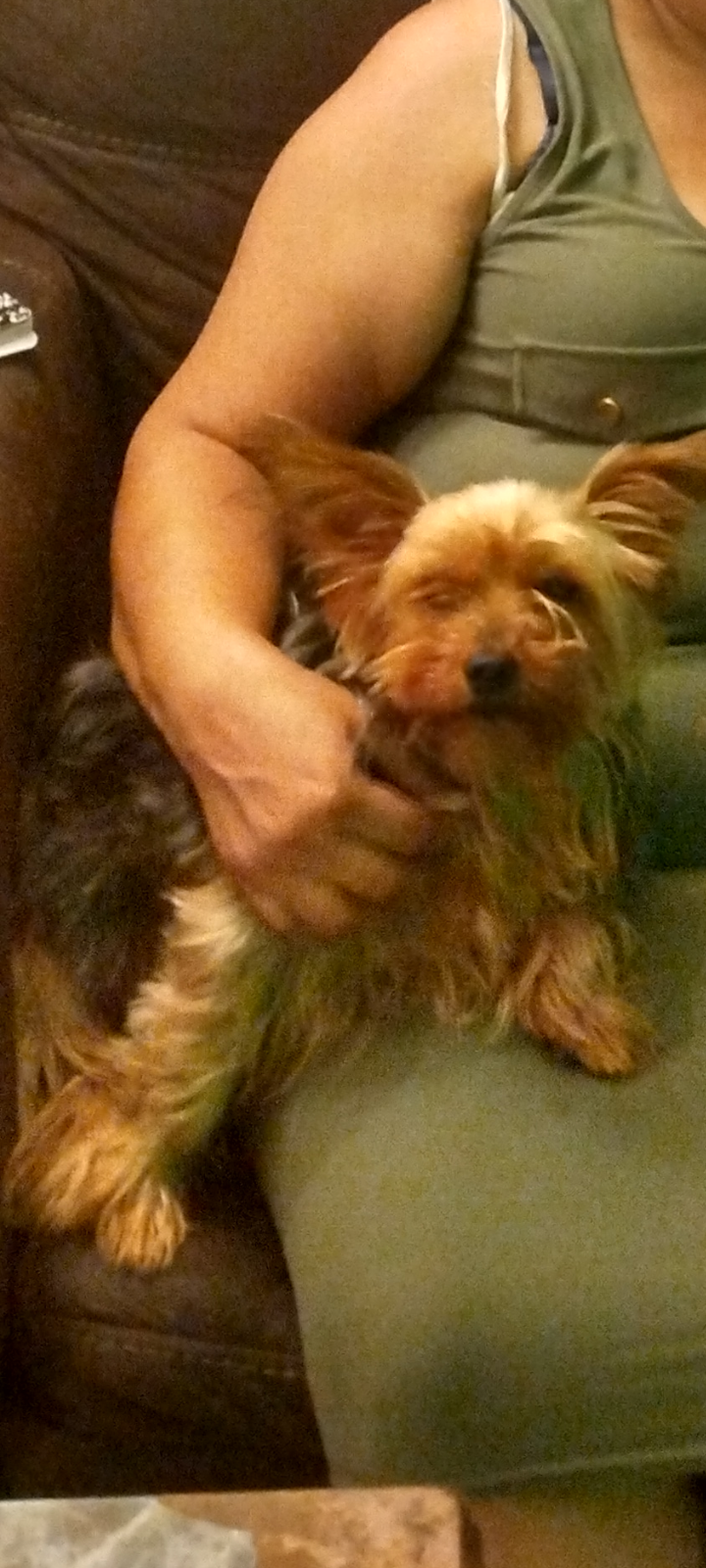 Image of Coco She's a Yorkie, Lost Dog