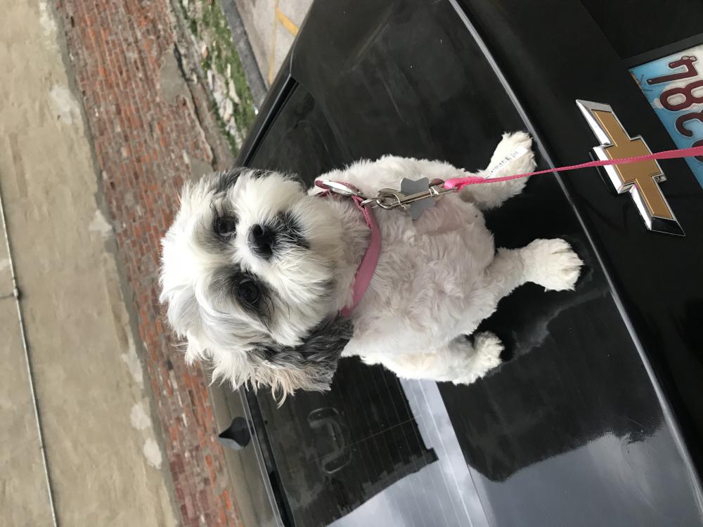 Image of Pinkie, Lost Dog