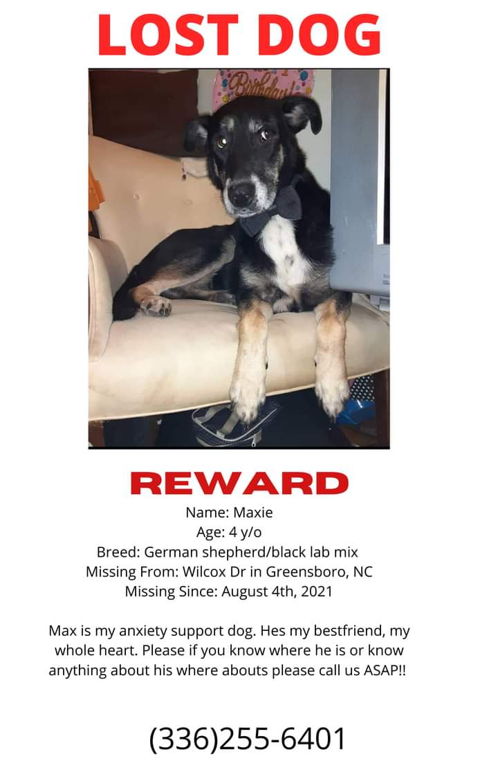 Image of Maxie, Lost Dog