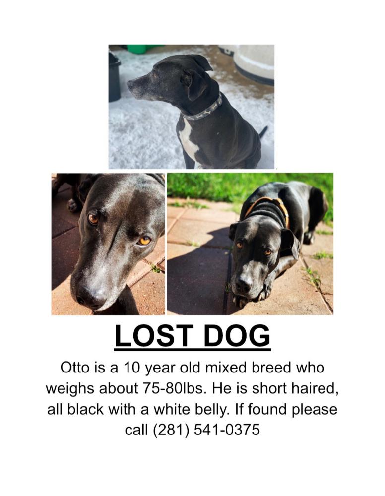 Image of Otto, Lost Dog