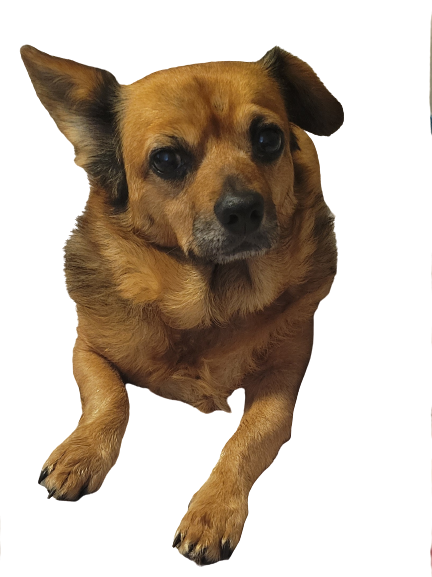 Image of Leia, Lost Dog