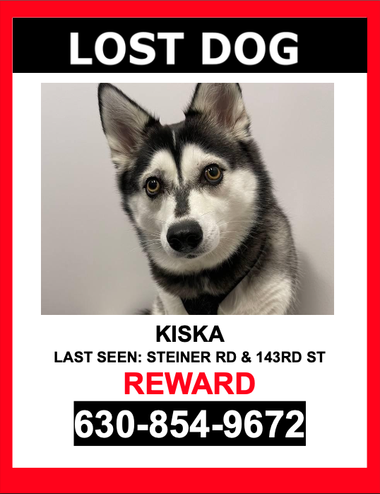 Image of Kiska, Lost Dog