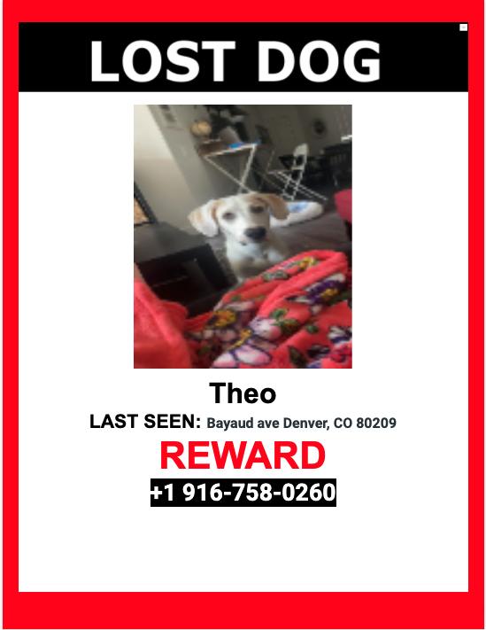 Image of Theo, Lost Dog