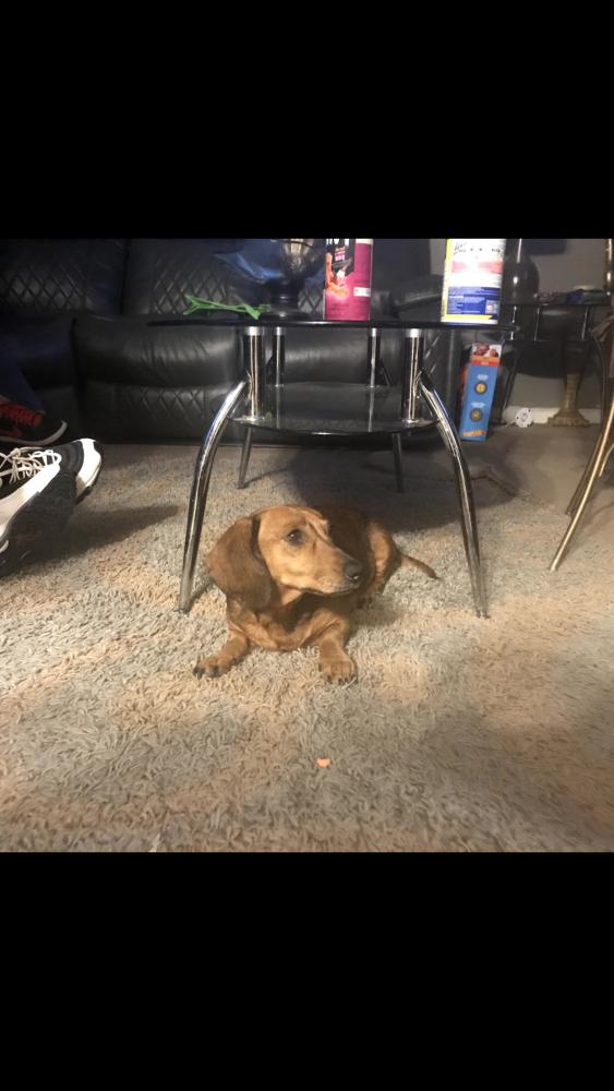 Image of N/A, Lost Dog