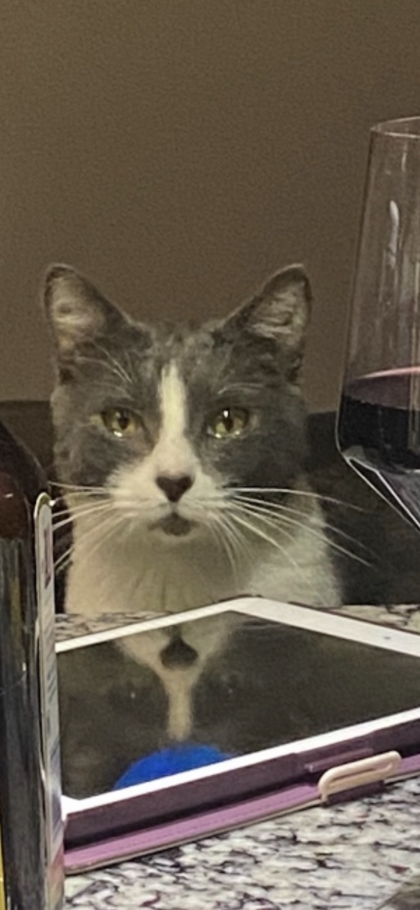 Image of Patch, Lost Cat