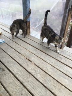 Image of Tipsy & Mitzy, Lost Cat