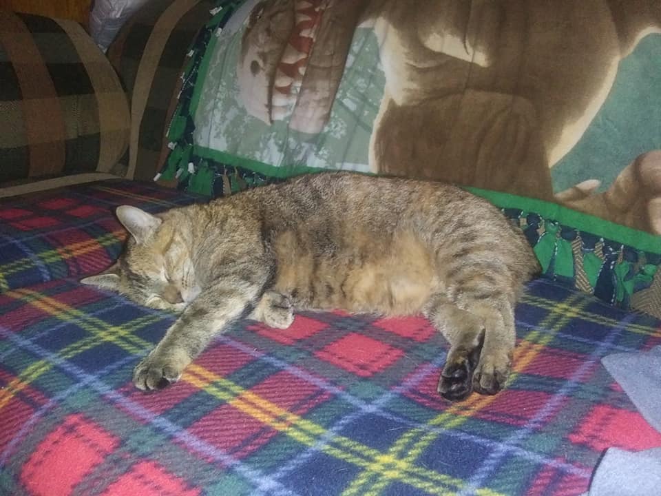 Image of Bobbi, Lost Cat