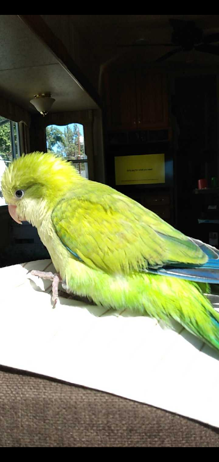 Image of Lemonade, Lost Bird
