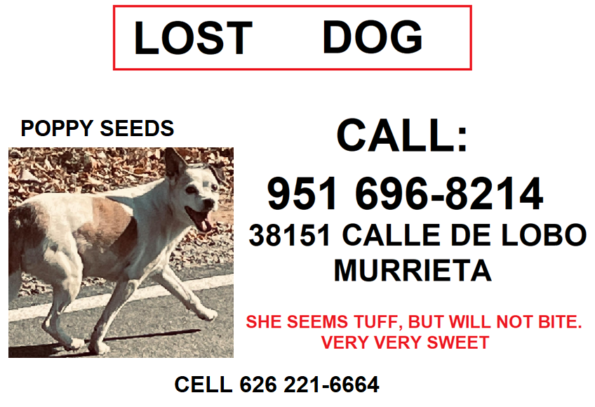 Image of Poppy seed, Lost Dog