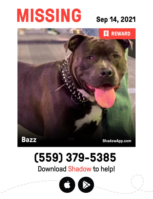 Image of Bazz, Lost Dog