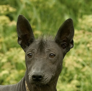 Image of Xolo, Lost Dog