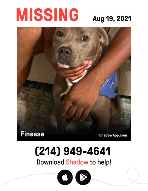 Image of Finesse, Lost Dog