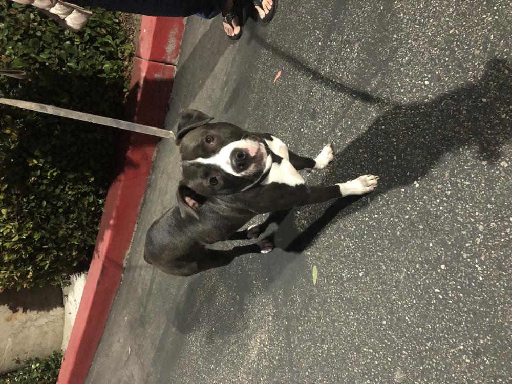 Image of Unknow, Found Dog