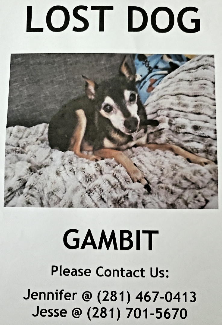 Image of Gambit, Lost Dog