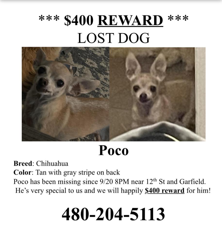 Image of Poco, Lost Dog