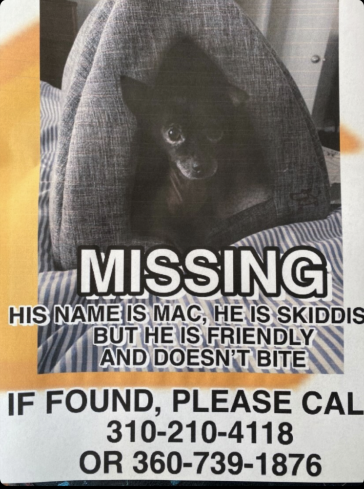 Image of Mac, Lost Dog