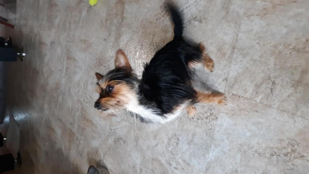 Image of Pedro, Lost Dog