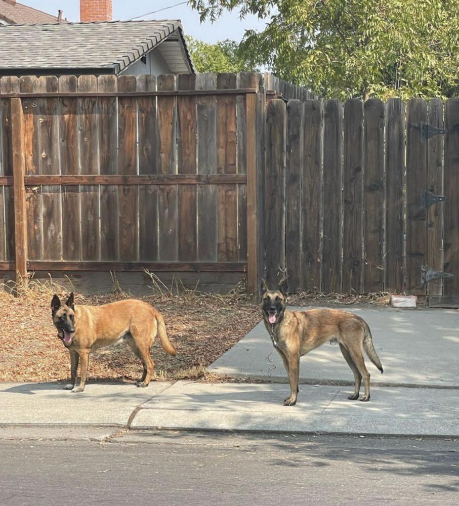 Image of Apollo and Athena, Lost Dog