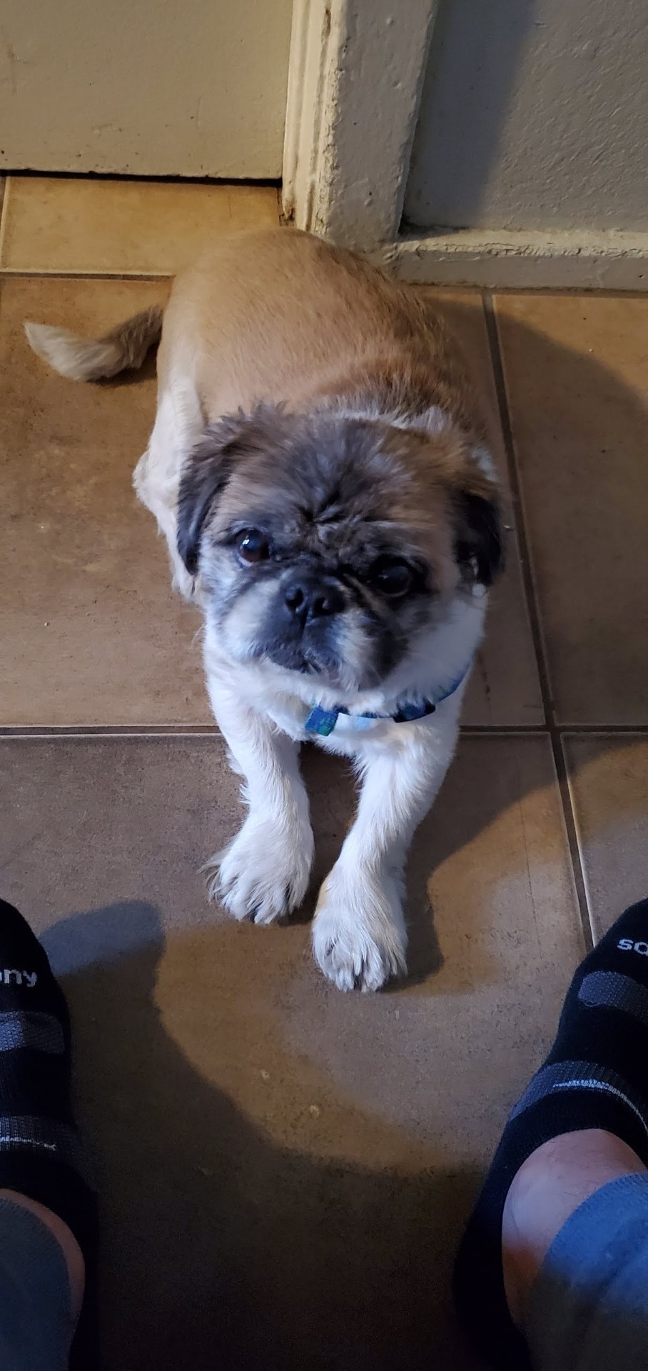 Image of FatBoy, Lost Dog