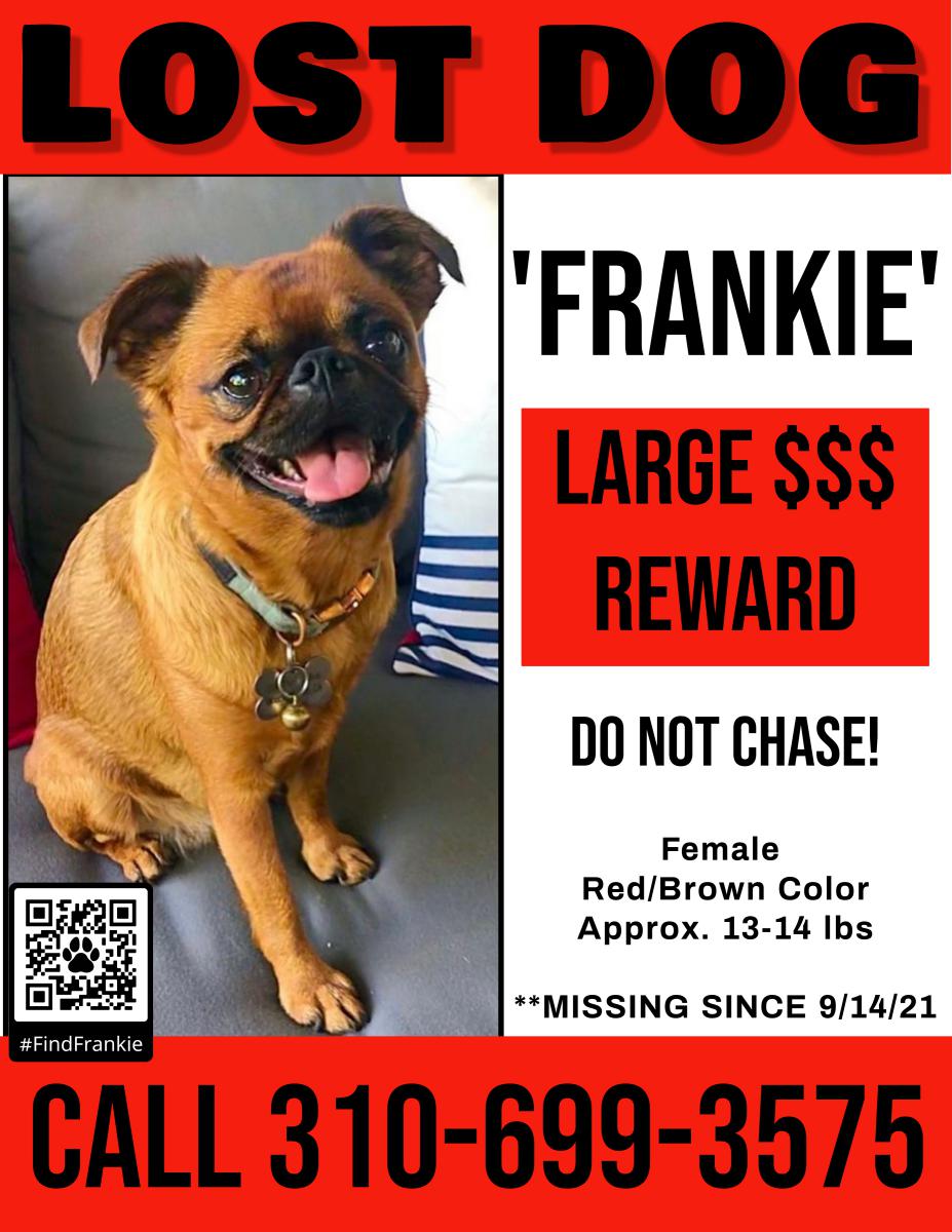 Image of Frankie, Lost Dog