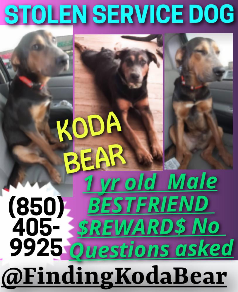 Image of Koda Bear, Lost Dog