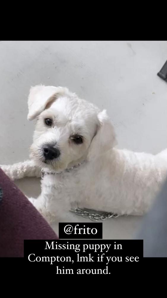 Image of Frito, Lost Dog