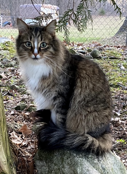 Image of Bootsy, Lost Cat