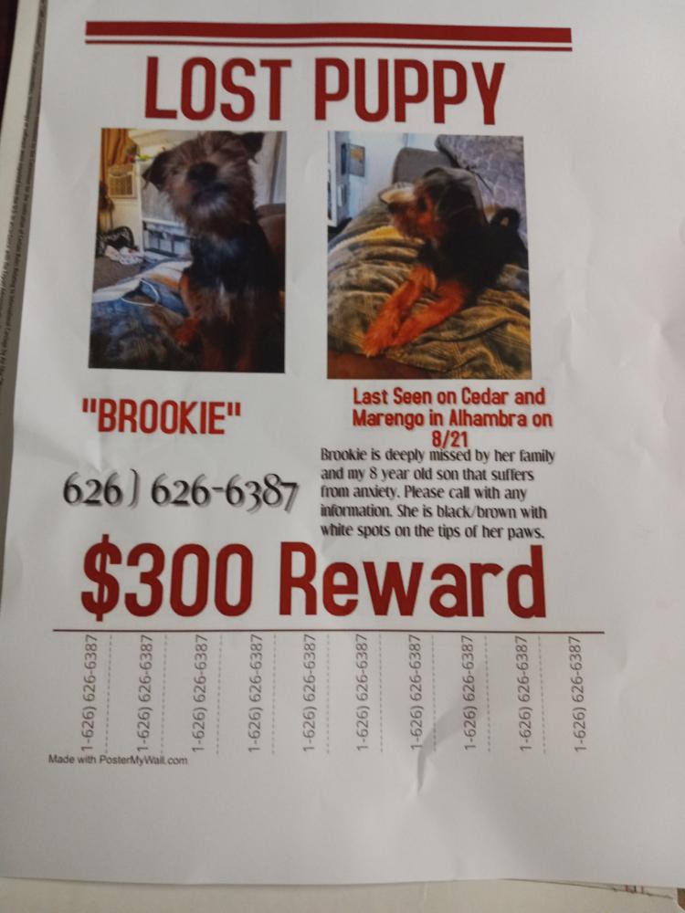 Image of Brookie, Lost Dog