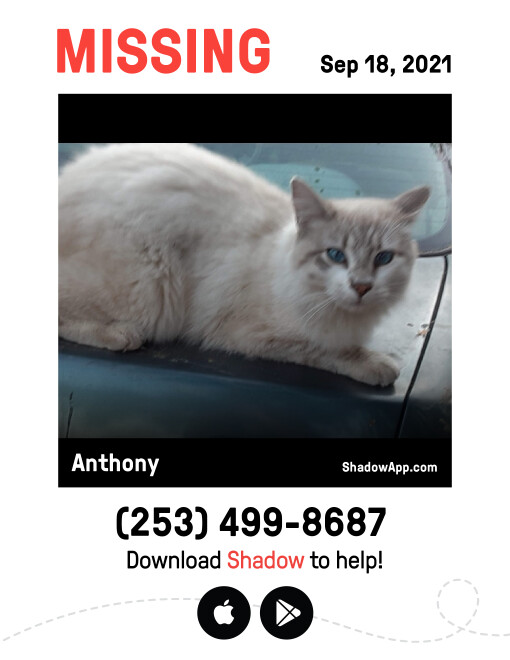 Image of Anthony, Lost Cat