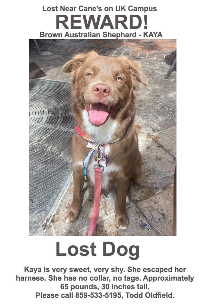Image of Kaiya, Lost Dog