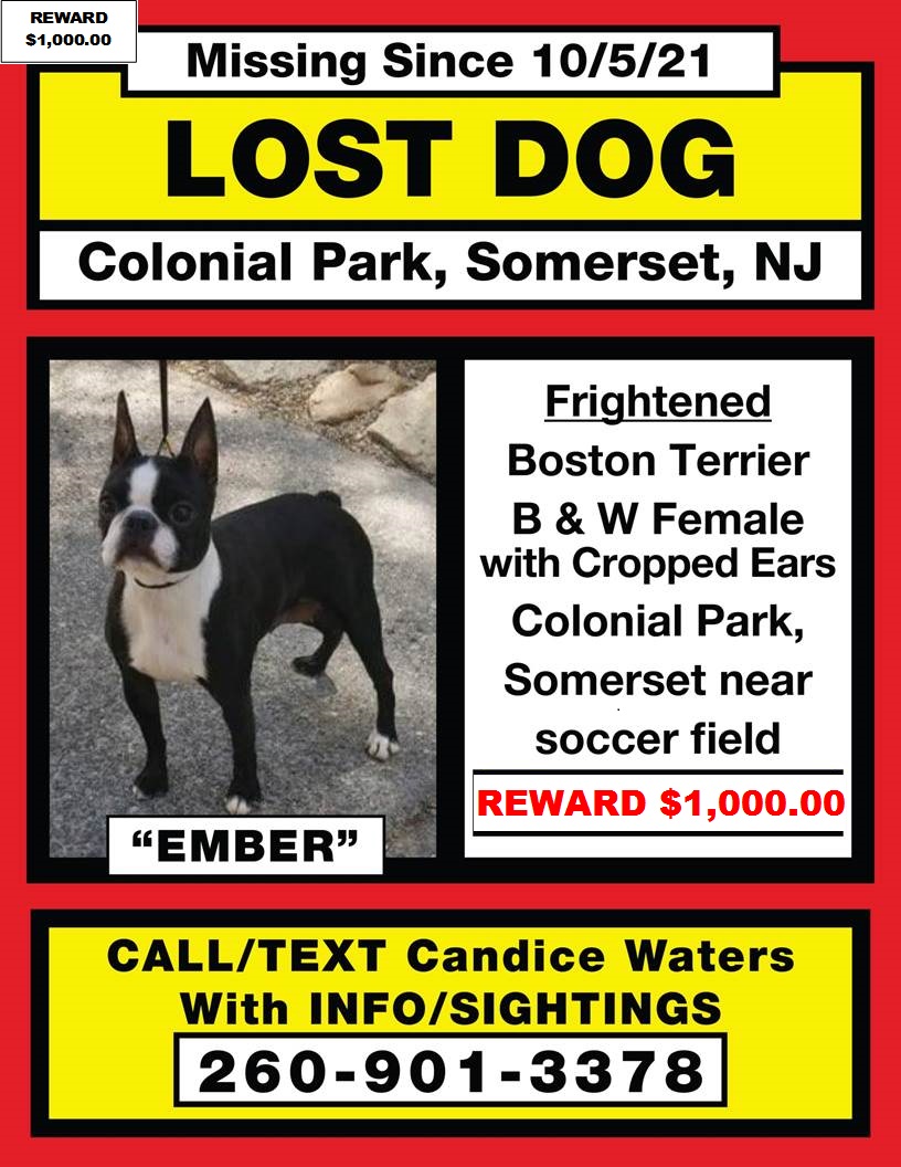 Image of EMBER, Lost Dog