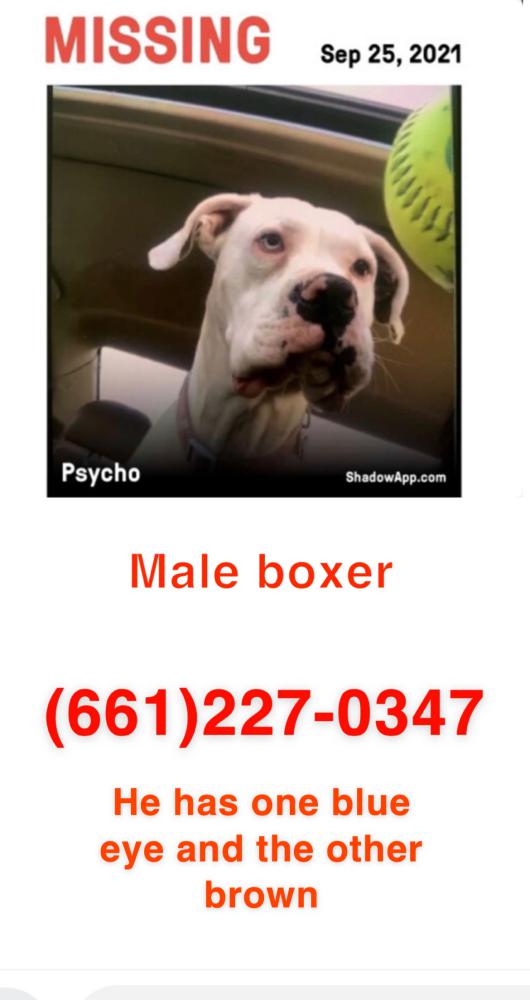 Image of Psycho, Lost Dog