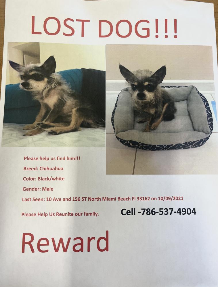 Image of Popo, Lost Dog