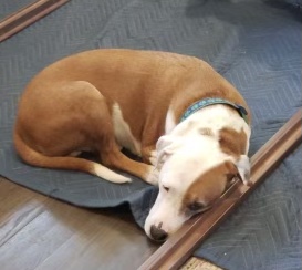 Image of Shamus, Lost Dog