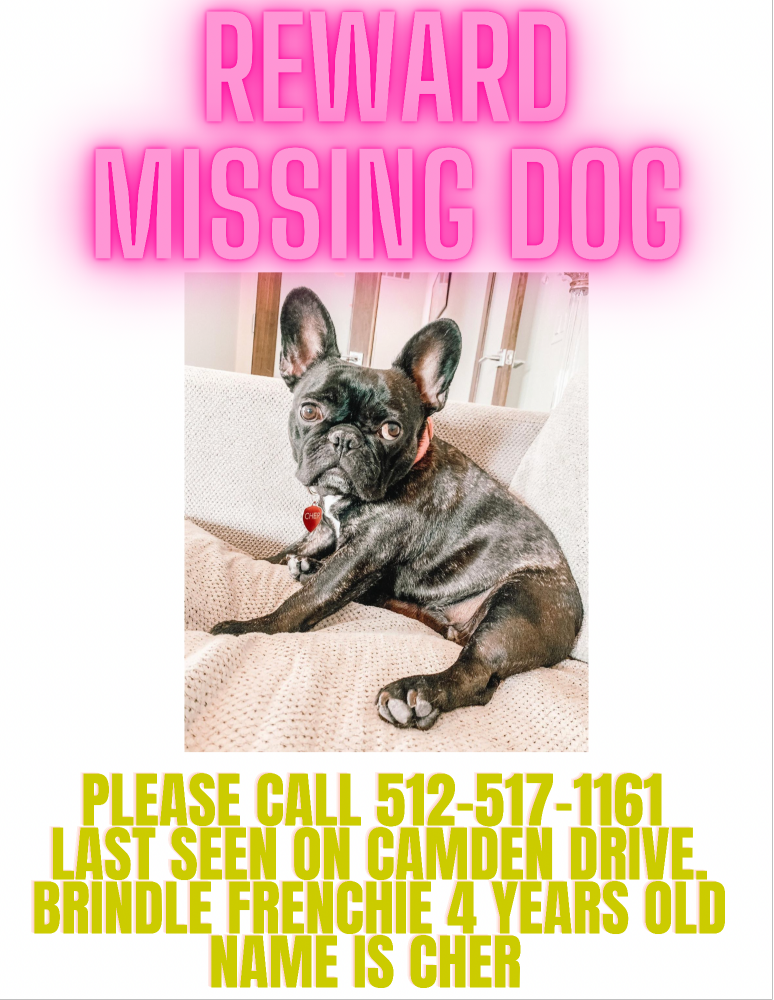 Image of Cher, Lost Dog
