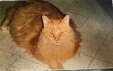 Image of Goldie, Lost Cat