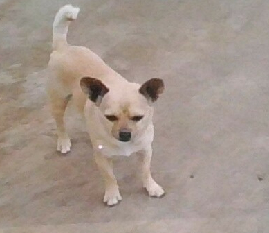 Image of Pulgarsito, Lost Dog