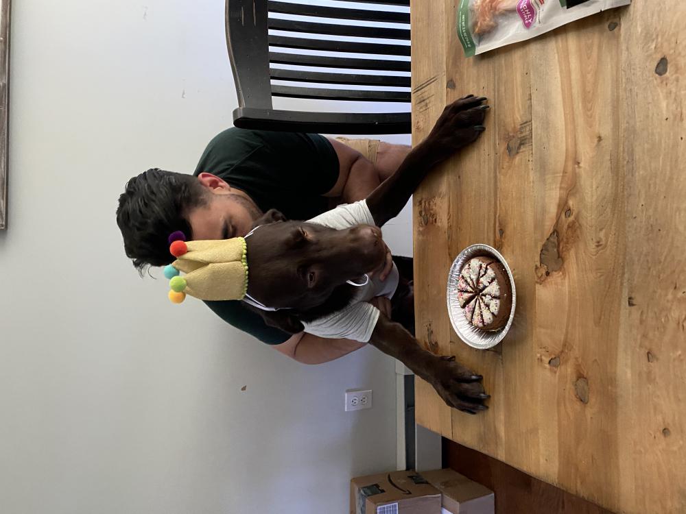 Image of Chocolate, Lost Dog