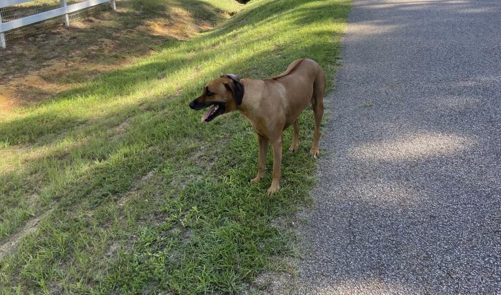 Image of Drax ($500 REWARD), Lost Dog