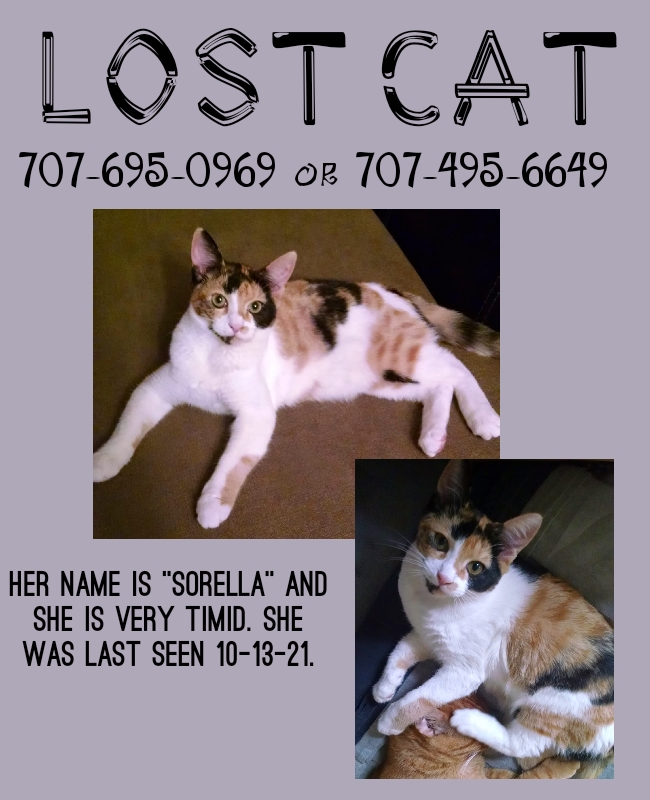 Image of Sorella, Lost Cat