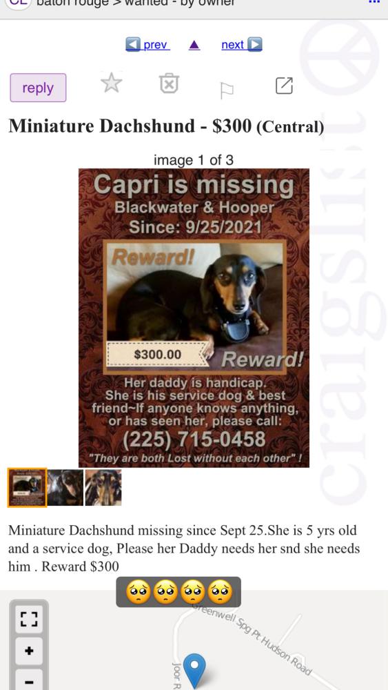 Image of Capri, Lost Dog