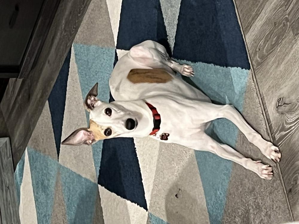Image of Leia whippet, Lost Dog