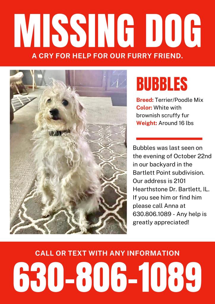 Image of Bubbles, Lost Dog