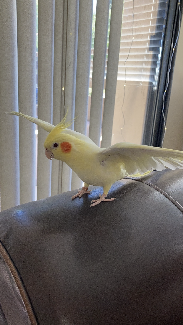 Image of Sammy, Lost Bird